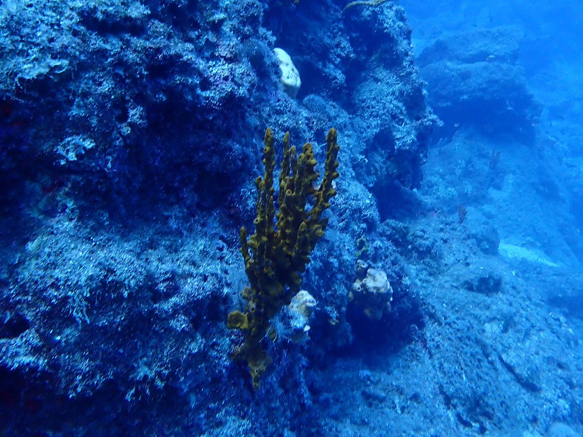 Patmos wall diving 002